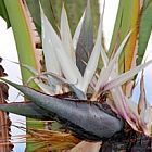 Strelitzia nicolae Estrelitzia gigante, Ave del Para?so gigante semillas