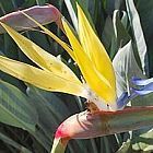 Strelitzia reginae MandelasGold ﻿Стрелиция королевская Золото Манделы cемян