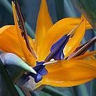 Strelitzia reginae Paradiesvogelblume Samen