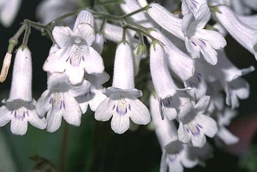 Streptocarpus candidus Cape primrose seeds