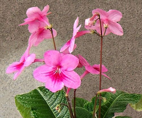 Streptocarpus daviesii Cape primrose - Red nodding bells seeds