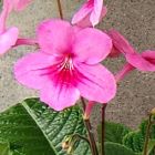 Streptocarpus daviesii Strauchrose - Drehfrucht Samen