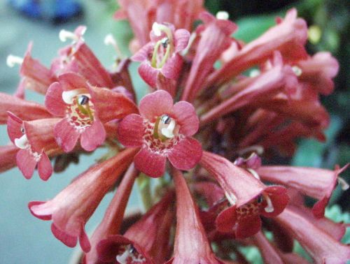 Streptocarpus dunnii Primrose seeds