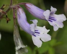 Streptocarpus fanniniae Cape primrose seeds