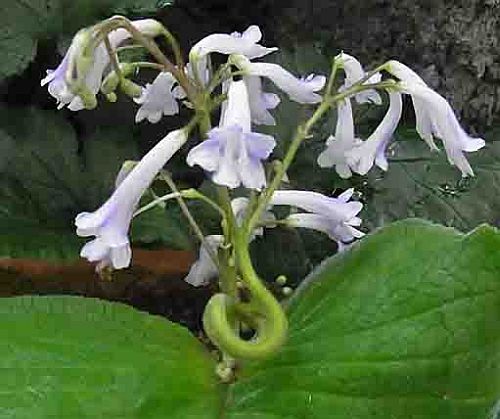 Streptocarpus grandis Cape primrose seeds