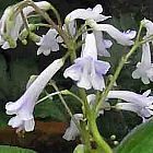 Streptocarpus grandis Strauchrose Samen