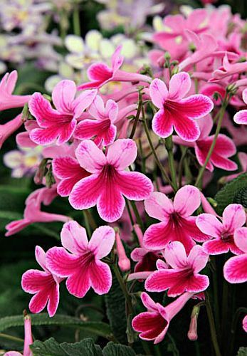 Streptocarpus mix Cape primrose seeds