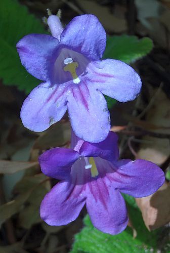 Streptocarpus roseo-albus Cape primrose seeds