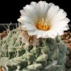 Strombocactus disciformis  semillas