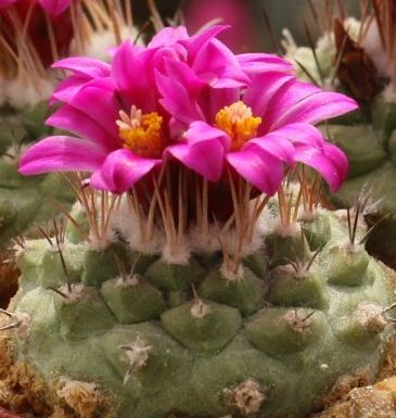 Strombocactus pulcherrimus cactus seeds