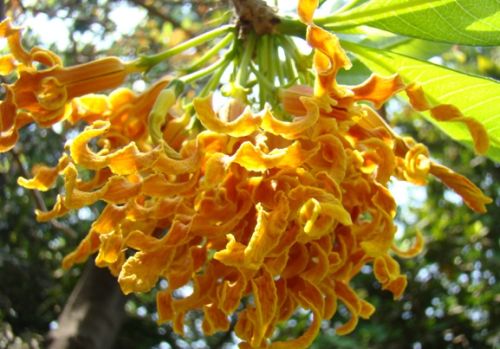 Strophanthus boivinii wood shaving flower seeds