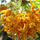 Strophanthus boivinii fleur copeaux de bois graines