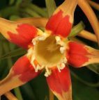 Strophanthus gerrardii estrofanto semillas