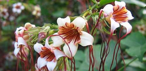 Strophanthus kombe Large-leaved poison rope - Zambezi tail flower seeds