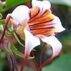 Strophanthus kombe  semillas