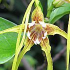 Strophanthus luteolus estrofanto semillas