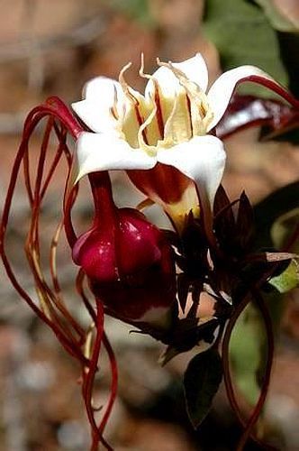 Strophanthus petersianus poison rope seeds