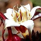 Strophanthus petersianus estrofanto semillas