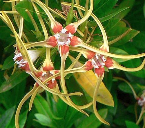 Strophanthus speciosus Corkscrew Flower - Forest Poison Rope seeds
