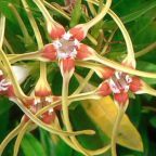 Strophanthus speciosus Korkenzieherblume Samen
