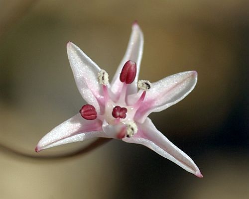 Strumaria discifera Amaryllidaceae seeds