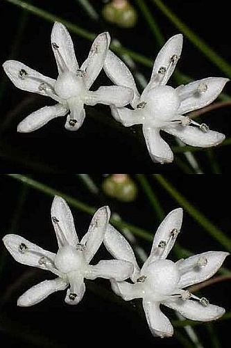 Strumaria tenella Amaryllidaceae seeds