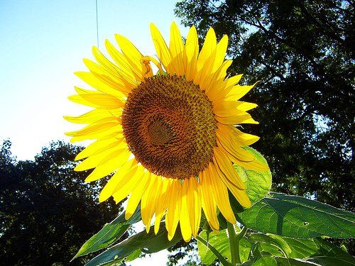 Sunflower Skyscraper Giant Sunflower seeds