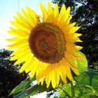 Sunflower Skyscraper Sonnenblume Wolkenkratzer Samen