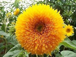 Sunflower Teddy Bear Sunflower Teddy Bear seeds