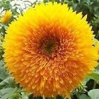 Sunflower Teddy Bear  semi