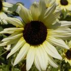 Sunflower Vanilla Ice Sonnenblume Vanille-Eis Samen