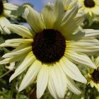 Sunflower Vanilla Ice Sonnenblume Vanille-Eis Samen
