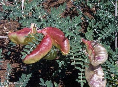 Sutherlandia frutescens cancer bush seeds