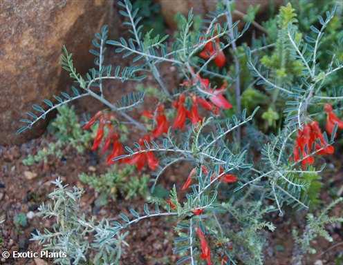 Sutherlandia frutescens cancer bush seeds