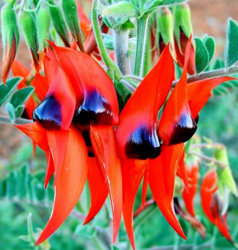 Swainsona formosa Sturts Desert Pea seeds