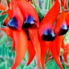 Swainsona formosa Sturts Desert Pea graines