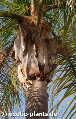 Syagrus romanzoffiana Queen Palm - Cocos Palm seeds