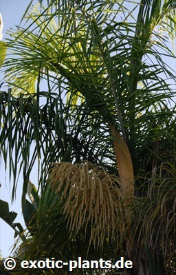 Syagrus romanzoffiana Queen Palm - Cocos Palm seeds