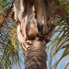 Syagrus romanzoffiana palmier reine graines