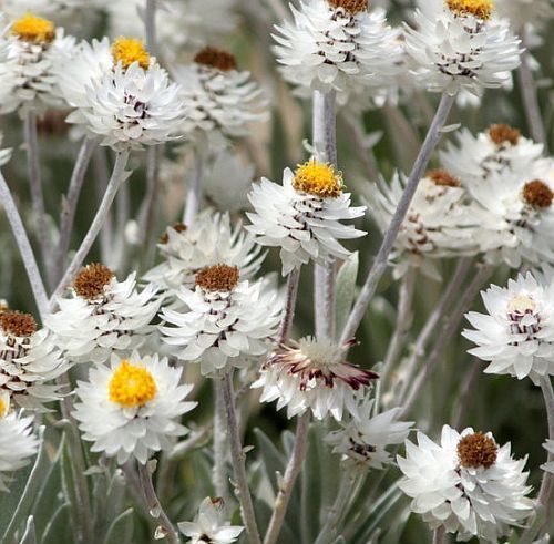 Syncarpha argyropsis white everlasting seeds