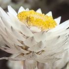 Syncarpha argyropsis