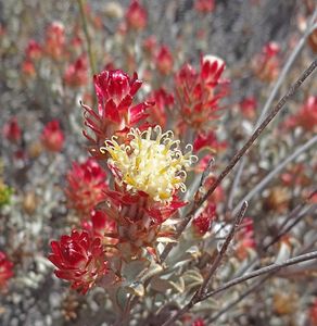 Syncarpha dregeana everlasting seeds