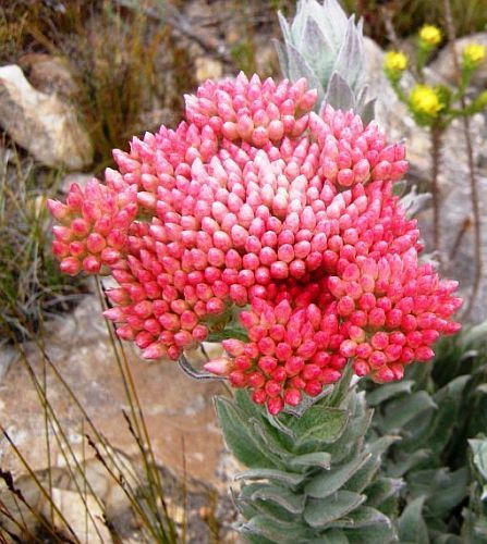 Syncarpha milleflora everlasting seeds