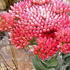 Syncarpha milleflora
