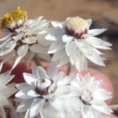 Syncarpha paniculata everlasting seeds