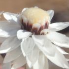 Syncarpha paniculata Strohblume Samen