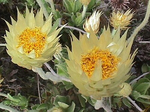 Syncarpha speciosissima cream everlasting seeds