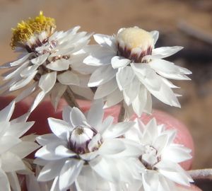 Syncarpha staehelina everlasting seeds