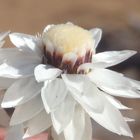 Syncarpha staehelina