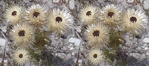 Syncarpha variegata white everlasting seeds